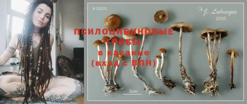 продажа наркотиков  Братск  нарко площадка как зайти  Псилоцибиновые грибы MAGIC MUSHROOMS  блэк спрут ссылка 